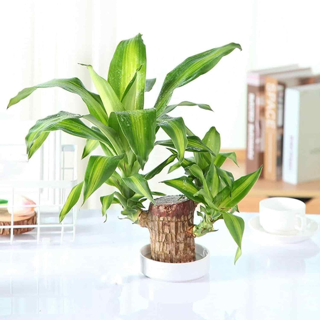 BD Brazilian Lucky Wood, Mini Home Plant Decorations