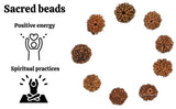 7 Mukhi Rudraksha With Cap